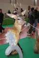 2010-capreolus